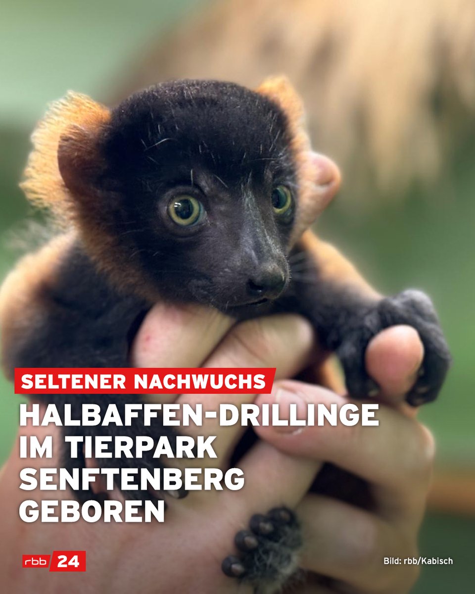 Zuchterfolg im #Senftenberg​er Tierpark: Dort haben die #Lemuren-Affen Drillinge bekommen. Die Stadt spricht von einer Sensation. Nachwuchs sei weltweit selten. Die Halbaffen sind vom Aussterben bedroht. Schon 2023 hatten die Tiere Vierfach-Nachwuchs. #Brandenburg #tierbaby #cute