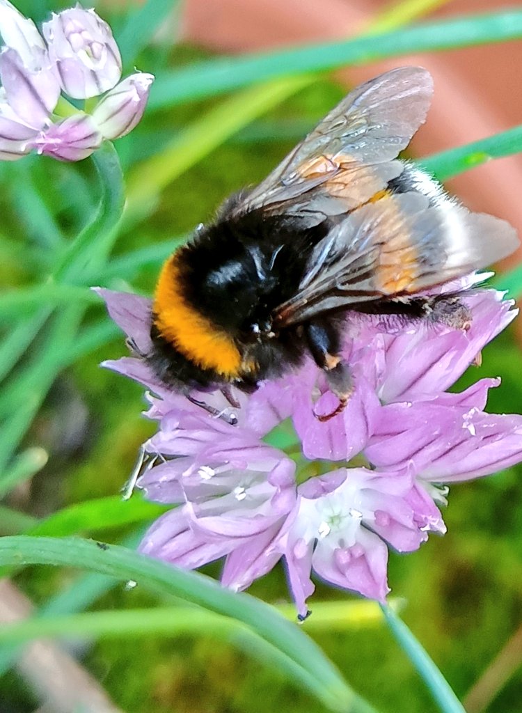 🐝🌿🌸
#InsectThursday #Insect #naturelove #bees #SaveTheBees