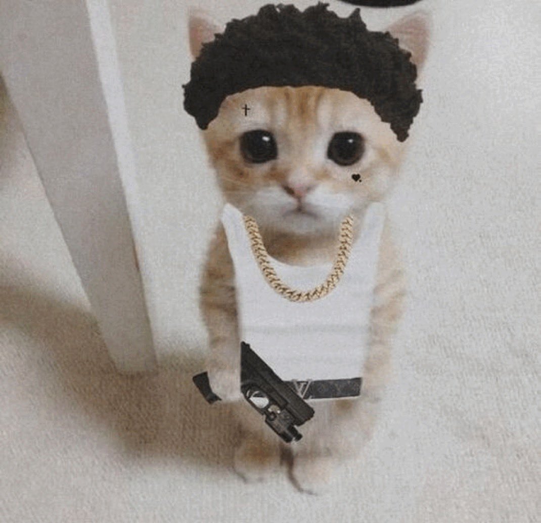 <a href="/mrpunkdoteth/">Mrpunk.eth</a> 🚨 BANGER ALERT 🚨 

$RAPCAT DEV JEETED CTO SENDINGGGG

CA: BmBbWGWgiLgHLzVCy47PkQo9E1hMPTwoKb6hETVnpuN3

Chart: photon-sol.tinyastro.io/en/lp/4fQZwXXK…

Socials:
 rapcat.fun

x.com/ctorapcat

t.me/rapcatonsol