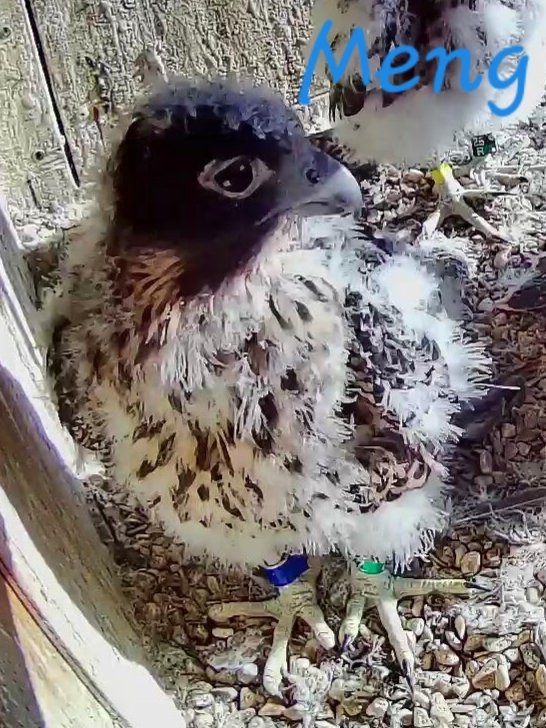 Meng! Named by Rfalconcam Team Member Eileen Karle. cp #ROC #peregrine #falcon