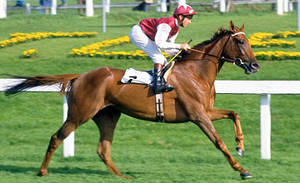 HORSERACING1002's tweet photo. OH SO SHARP ๐ฎ๐ช 1982
(KRIS - OH SO FAIR BY GRAUSTARK)
#OhSoSharp
B Sheik Mohammed (Ire) Mar 30, 1982 Filly
O Sheik Mohammed
T Henry Cecil
9-7-2-0 ---$546,054
1985 Champion ๐ 3yo Filly.
Hoover Filly and Mare Mile S G3, Solario S, 1000 Guineas S G1, Oaks S G1, St Leger S G1 https://t.co/dL1g0kjc5i