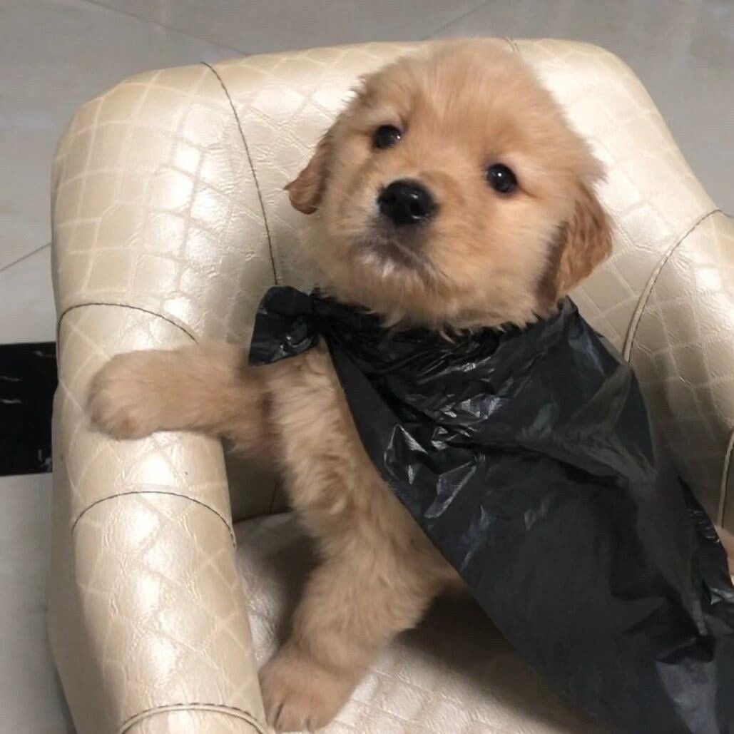 หมาดำตัวนี้ยังหวังดีกับเธอเสมอ tweet media