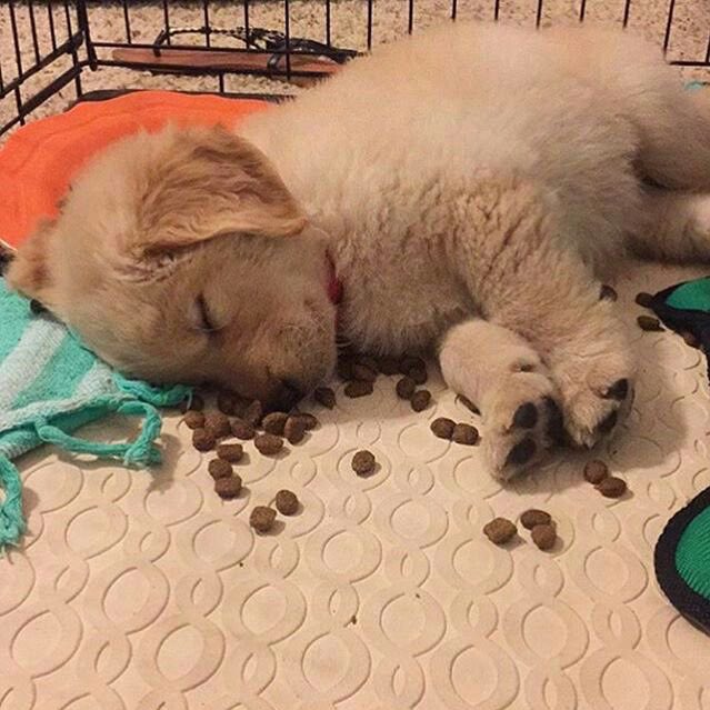 หมาดำตัวนี้ยังหวังดีกับเธอเสมอ tweet media