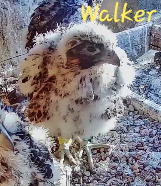 Walker! Named by Richard Calabrese Jr, Partner and Manager at the Times Square Bldg in Rochester, NY. Home of the Rochester Falcons.