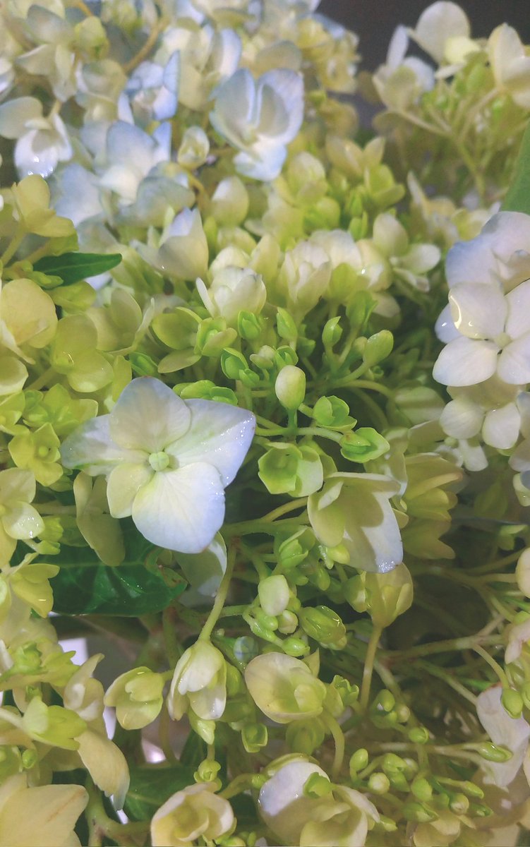 sialiaspp's tweet photo. 紫陽花。水揚げして復活。 https://t.co/l3SwhvnvqF