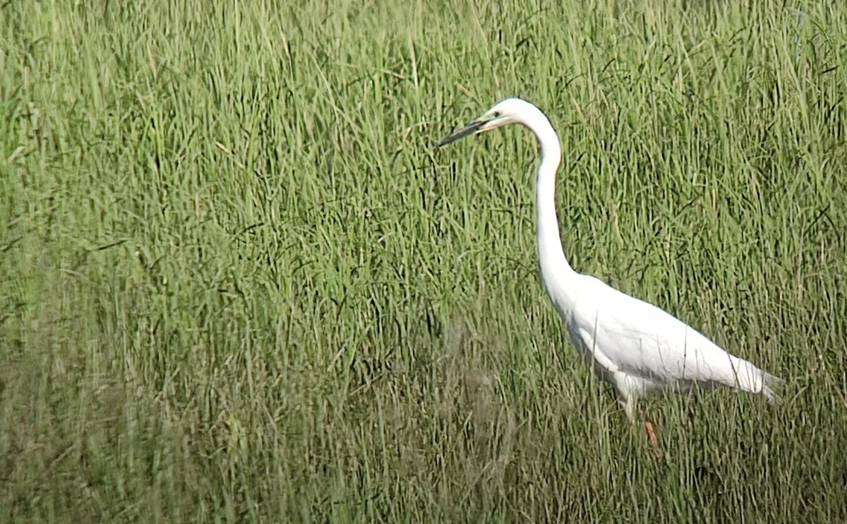 Thx to great detective work by Craig @LDV_NNR I now know that the colour-ringed Great Egret at North Duffield Carrs on 11th May was ringed in Somerset a year ago. It moved to Dorset in Sept, then N. Ireland in Jan, before heading back to Dorset in April. A well-travelled bird!