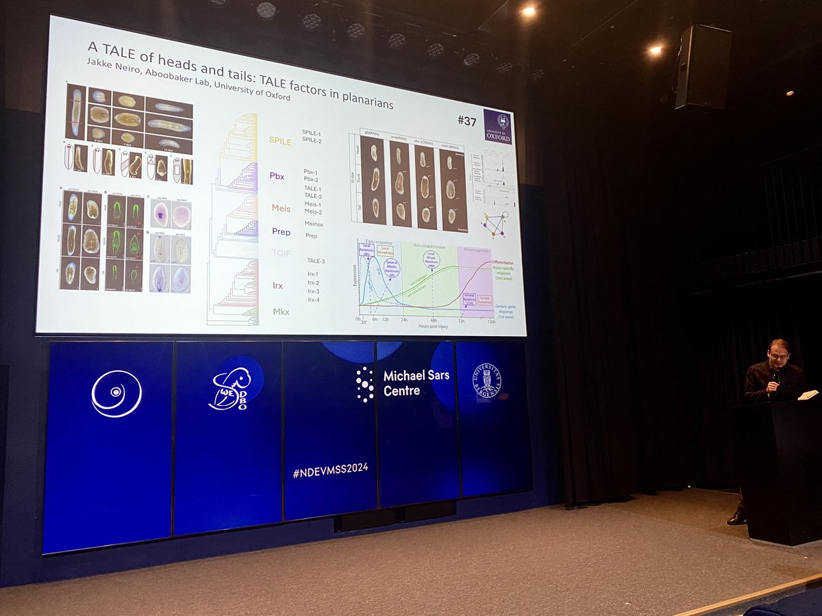 LuizaGhila's tweet image. Selected Posters preview #Flashtalks #NDEVMSS2024