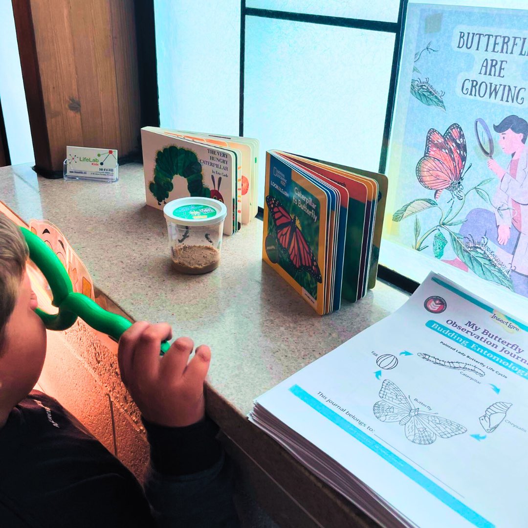 LifeLabKids's tweet image. As we close out Mental Health Awareness Month our kiddos at LifeLab Kids are having a blast watching their caterpillars evolve. Swipe to the last slide for a beautiful surprise 🦋🦋🦋🦋🦋

#mentalhealthawareness #naturebreak #springtimevibes #therapyforkids #ferndale