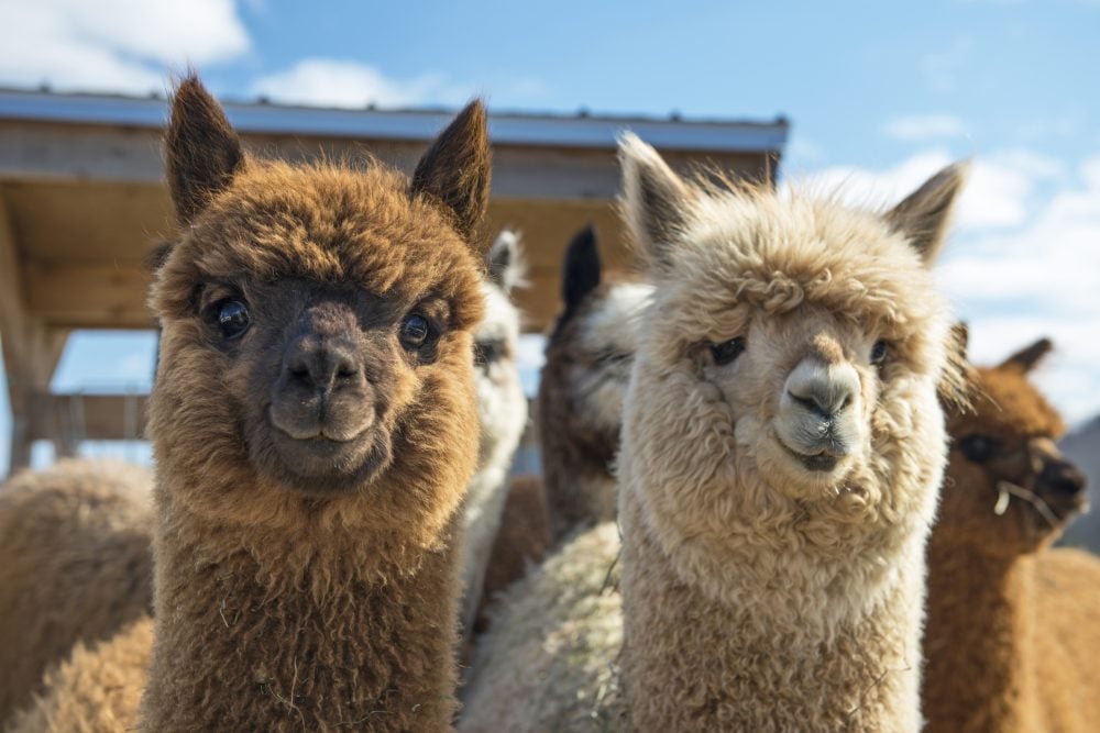 Bird flu found in U.S. alpacas. albertafarmexpress.ca/daily/bird-flu…