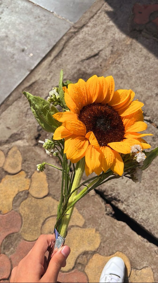 sunflower picking🌻