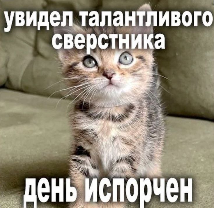 cats, i love cats (@catsilcats) on Twitter photo 2024-05-30 13:59:05