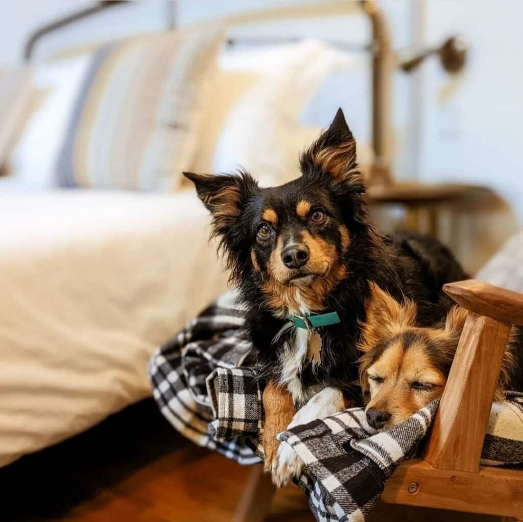 WeAcceptPets's tweet photo. Dittisham Hideaway offers a stunning array of accommodation on the outskirts of Dittisham, in the picturesque Devonshire countryside.
πΆ Welcomes dogs πΎ
https://t.co/tWLFXsESeq
#DittishamHideaway #Devon #Getaway #TreehouseLiving #ShepherdLodges #ExploreDevon #RiverDart https://t.co/5hMKKJ6Aqd