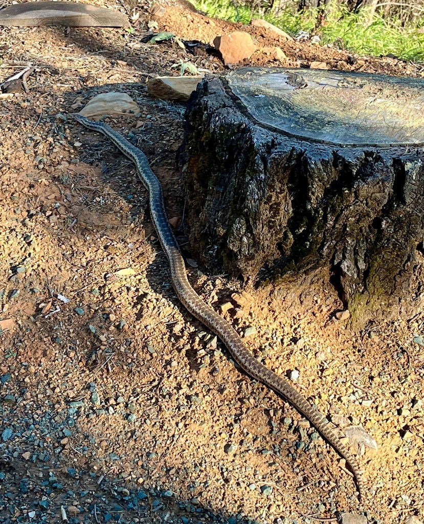 Stu from @winerysmith came across a 5’ long Gopher snake! A good sign for a farmer as these snakes eat gophers and mice that cause havoc on the vines and roots.⁠

smithmadrone.com

#sthelena #napa #mountainwine #gophersnake #snake #californiasnakes #napawine #wine