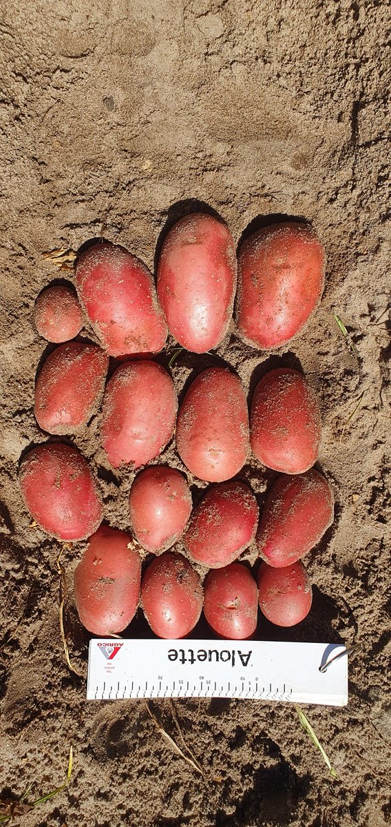 Olaf van Campen tweet media