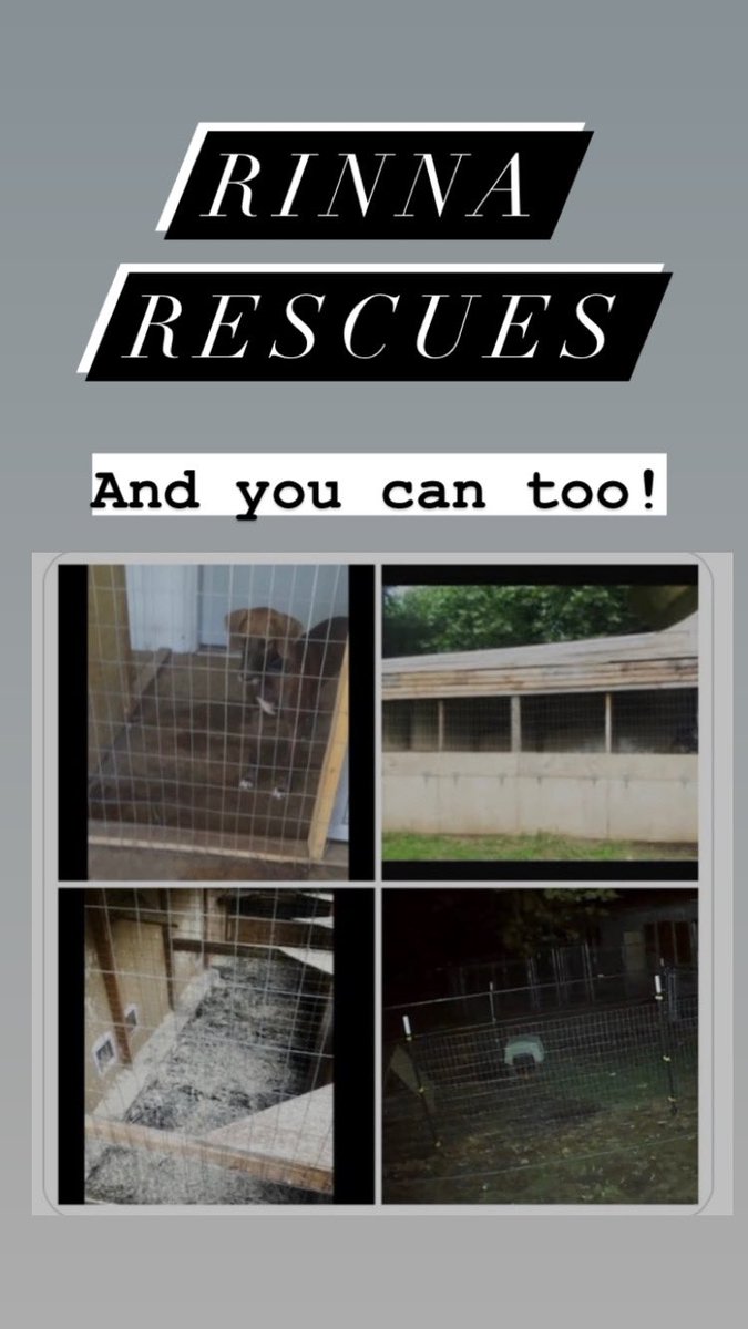 Rinna Travels (@triplerrescue) on Twitter photo 