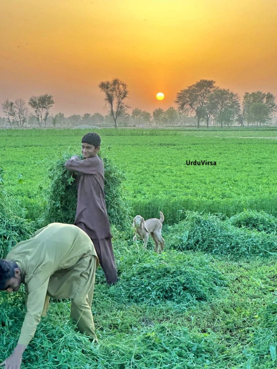 تمہارے شہر کی رونق بھی خوب تر ہے مگر جو میرے گاؤں کی شام ہے تمام ہے اپنے موبائل سے بنائی گئی خوبصورت تصاویر کمنٹ باکس میں شئیر کریں ۔ شکریہ