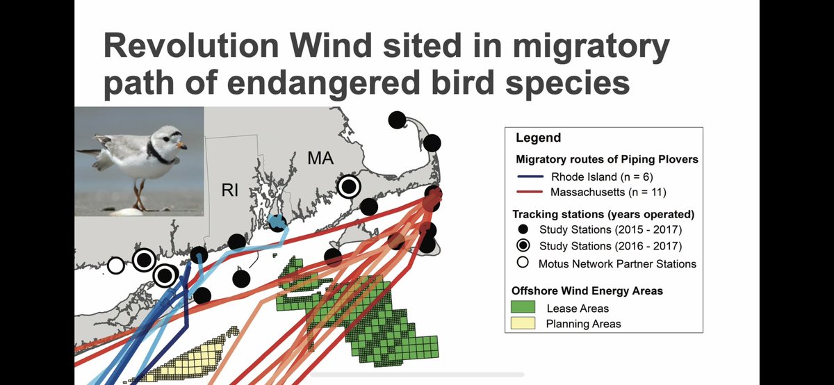 Add birds to the list of losers for offshore wind.  
Winners - multinational corporations & politicians 

Losers - everyone else 

#ocean #oceans #offshorewind #wind #GreenEnergy #Renewables #RhodeIsland #newport #littlecompton #aquidneckisland #Middletown #portsmouth