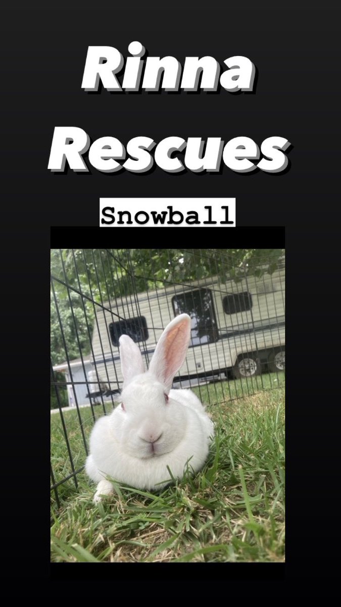 It’s been 7 years since we rescued our bunny! Another Easter gift set loose to be eaten by the neighbors’s dog. . Luckily somebody saved him in time!