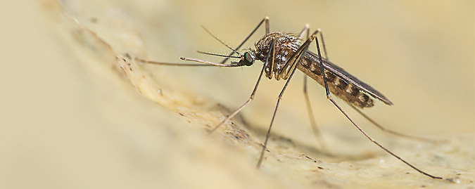 Malattie trasmesse da #zanzare e insetti, i consigli della Regione #Toscana ai cittadini per la prevenzione  
➡️w3.webrt.it/n239t