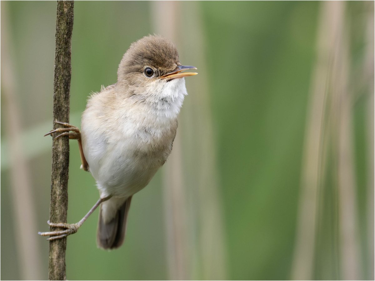 Tonydotlufc's tweet image. A very pleasant wet afternoon at @DerbysWildlife Willington Wetlands yesterday
