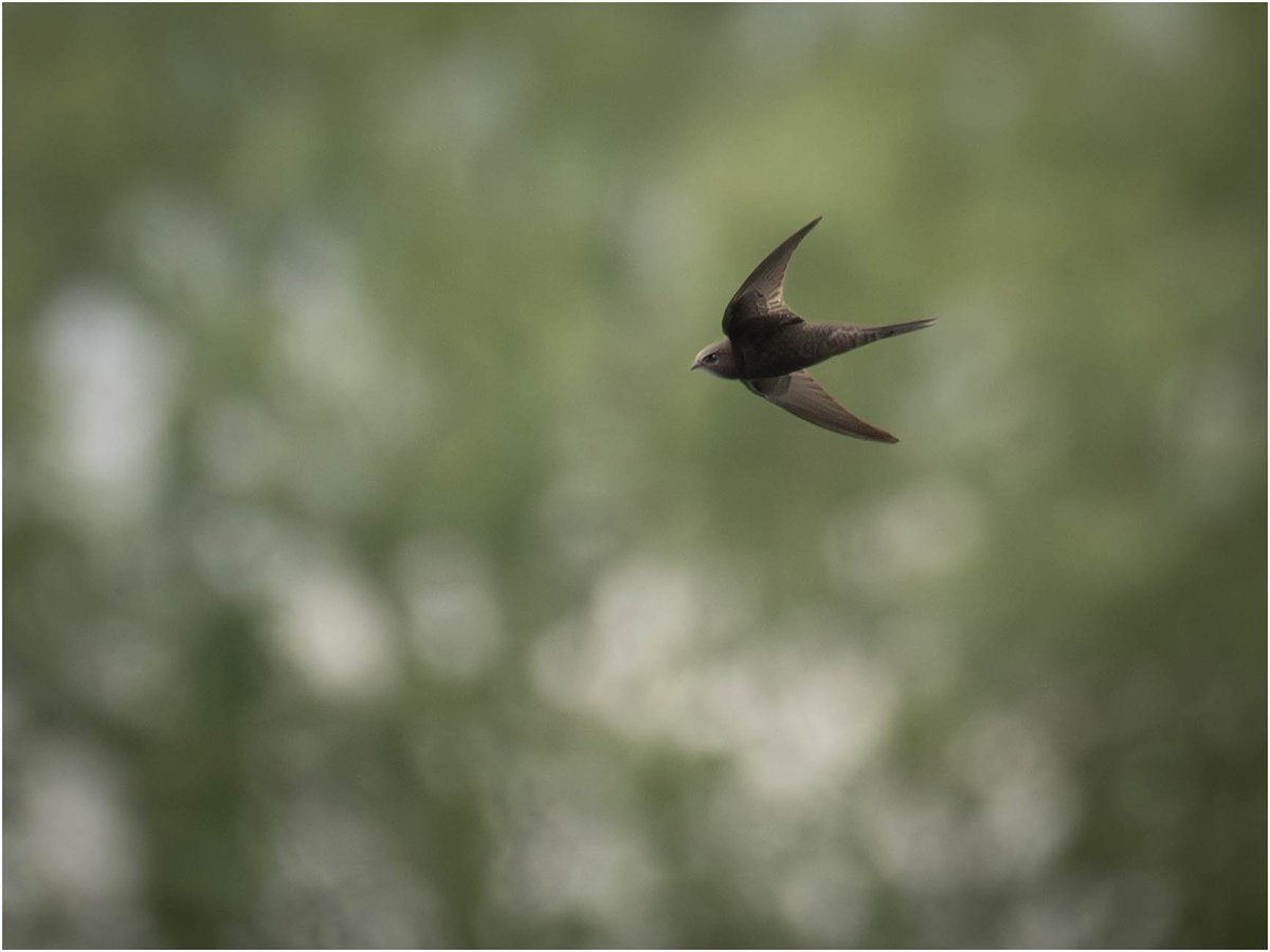 Tonydotlufc's tweet image. A very pleasant wet afternoon at @DerbysWildlife Willington Wetlands yesterday