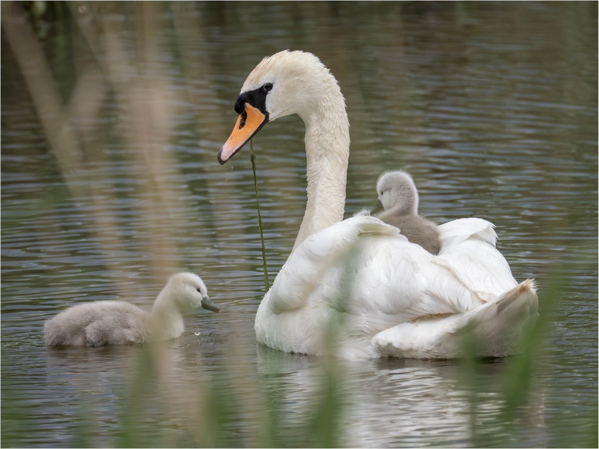 Tonydotlufc's tweet image. A very pleasant wet afternoon at @DerbysWildlife Willington Wetlands yesterday