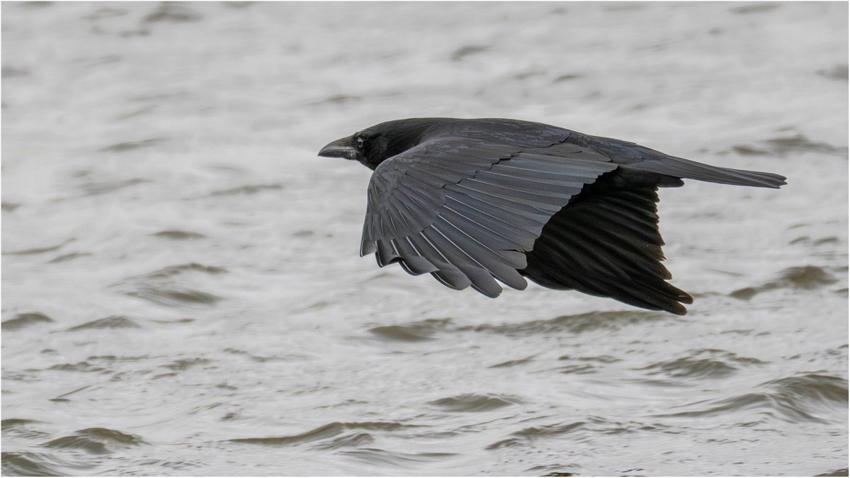 Tonydotlufc's tweet image. A very pleasant wet afternoon at @DerbysWildlife Willington Wetlands yesterday