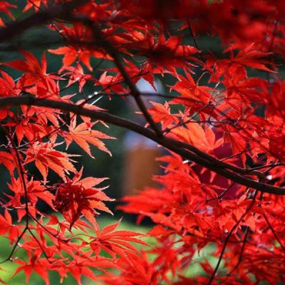 After the cicadas leave, plant a Japanese Maple tree... a beautiful investment in your landscape design. pasquesi.com/our-plants-2/t… #JapaneseMaple #tree #cicadas #design #landscapes