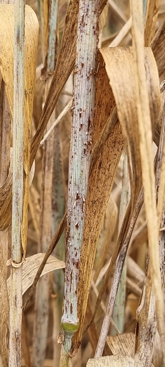 zoseppa's tweet image. #Stemrust