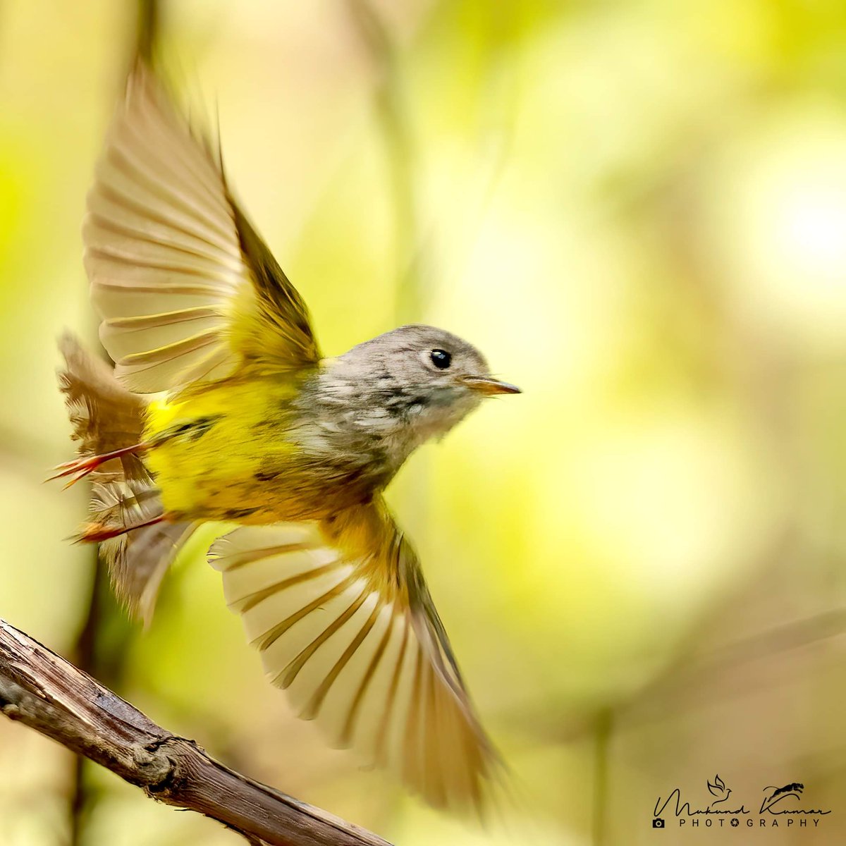 Grey- headed Canary Flycatcher 
Sattal Uttarakhand 
#birding #Birds #birdwatching #photography #natgeoyourshot #natgeo #natgeowild #yourshotphotographer #TwitterNatureCommunity #NaturePhotography