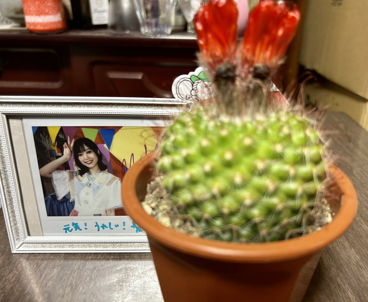 サボテンが花を咲かせました🌵 とってもありがとうございます☺︎