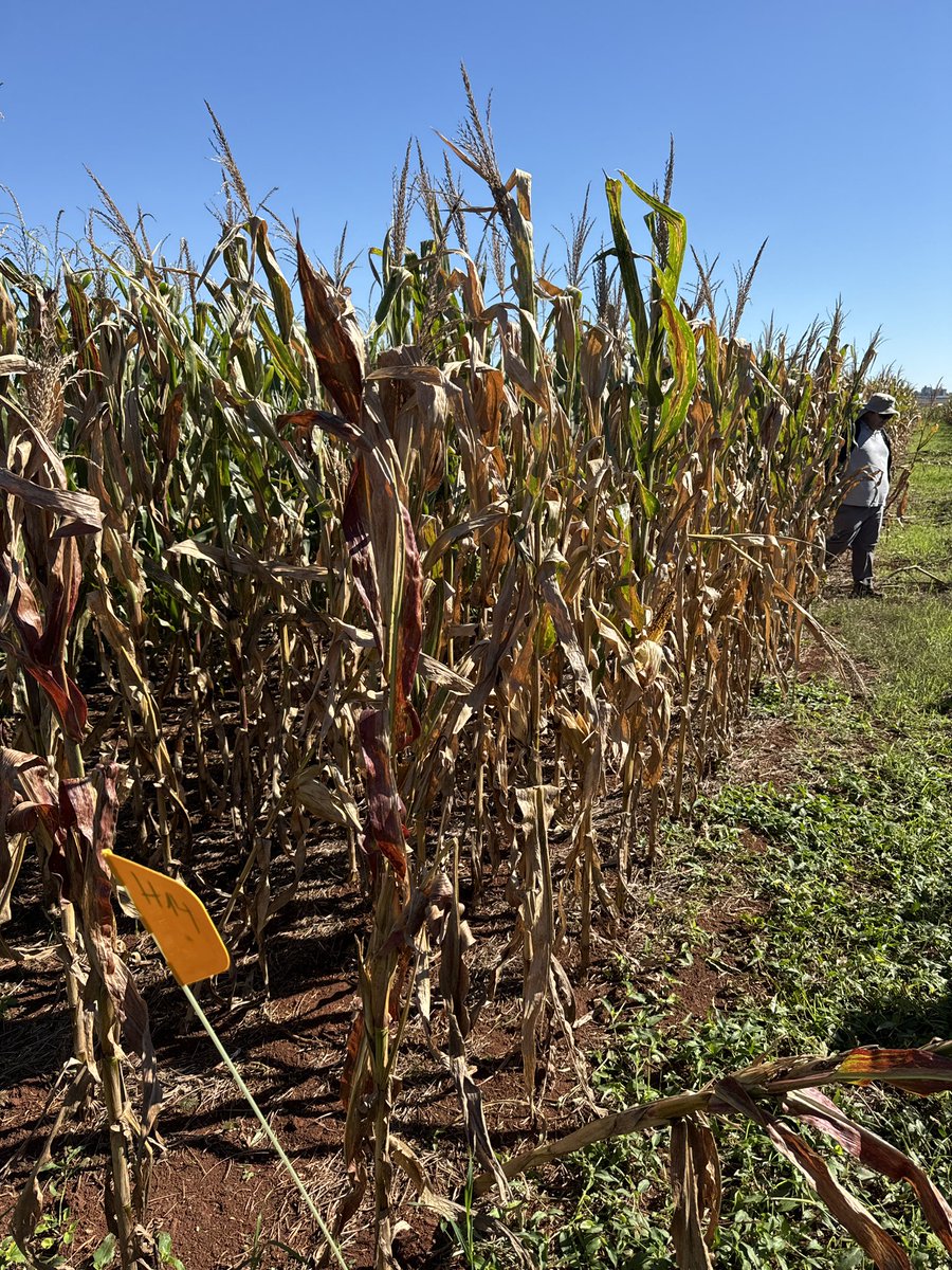 Grupo Charata tweet media