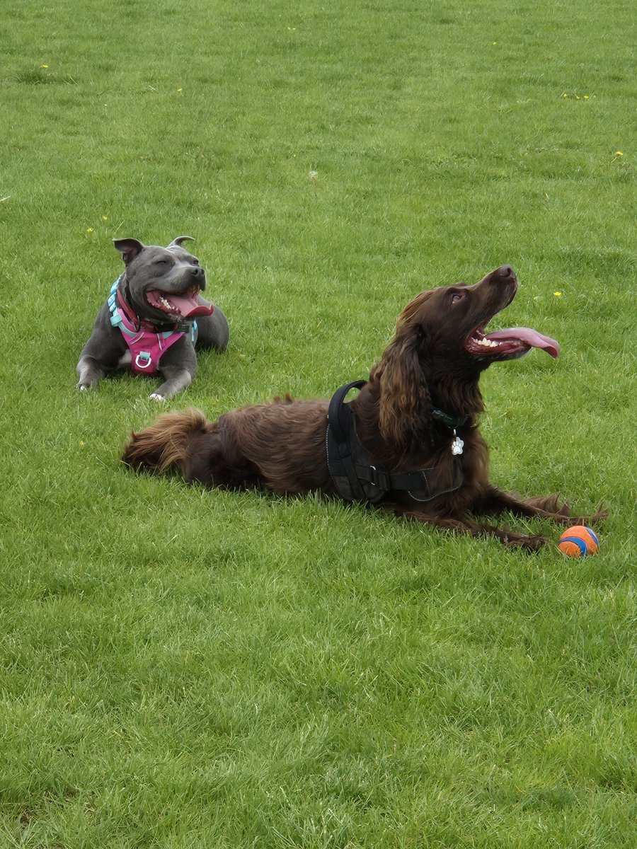Team Defaqto have been gathering for a lunchtime walk of the very best kind, as part of a monthly initiative to bring colleagues together through their shared love of dogs. Here’s a few snaps from a recent walk, and as you can see, we’ve got a few posers in the group…