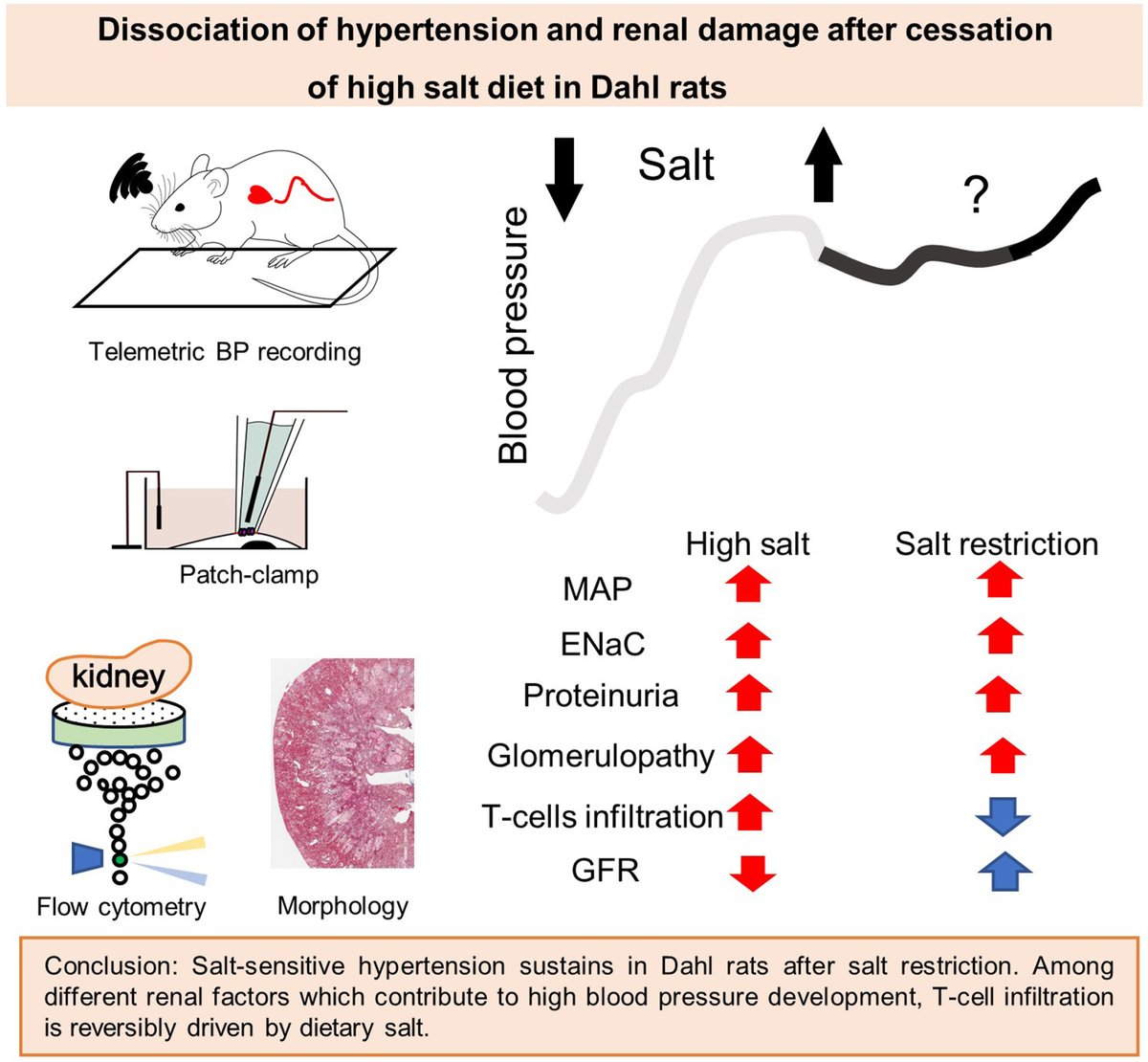 Every year, thousands of hypertensive patients reduce salt consumption per doctor's recommendation. However, blood pressure remains high in many of them. Arkhipov et al explore mechanisms of the weak res... #KidneyInCVD @SrgArk @313kidney @CardiorenalRese ahajrnls.org/3R6cDK9
