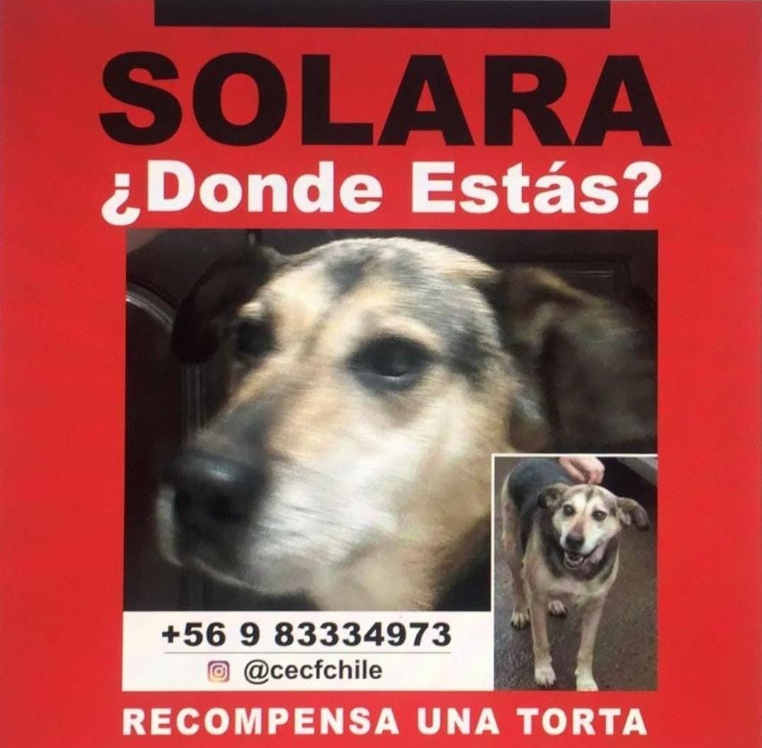 bevita's tweet photo. Vi en FB el aviso de búsqueda de esta perrita. Solo tienen una torta para ofrecer como "recompensa"😔. Ojalá la puedan encontrar. Es en Temuco https://t.co/WqsuqklvFA