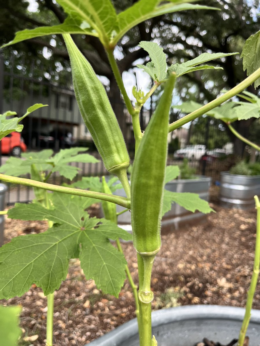 Happy #GardenDay to @HarvardSchool 🫑🌻🌸! #lastweekofschool #outdoorclassroom @HarvardPTA @HoustonISD @readygrowgarden