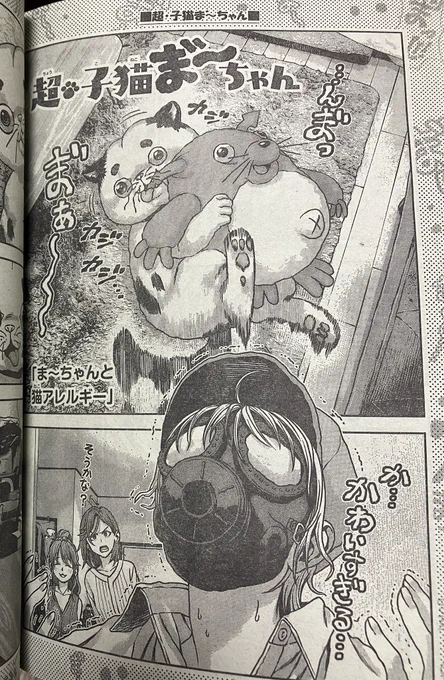 本日発売の週刊少年チャンピオンに『超・子猫 ま゛〜ちゃん』の第7話が掲載されています。ま゛〜ちゃんを崇拝してるけど猫アレルギー過ぎる女の子の物語です。よろしくお願いします! 