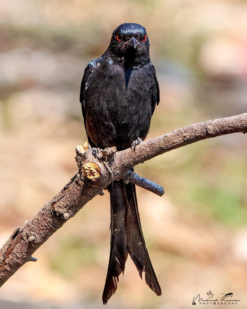 Ashy Drongo 
Sattal Uttarakhand 
#birding #Birds #birdwatching #photography #natgeoyourshot #natgeo #natgeowild #yourshotphotographer #TwitterNatureCommunity #NaturePhotography