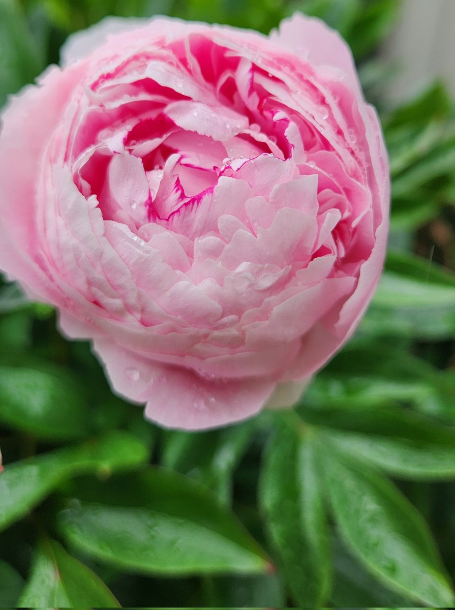 Pink Peonies Day #peonies