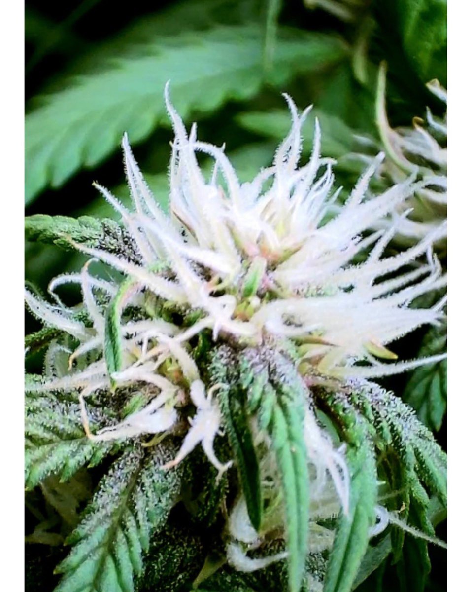 How about a little #throwback to our very first flowering plant 🥹 My very first Autoflower run, maybe one day I’ll be able to mimic that success with autos again….but not today 😂

🍁TeeBeeDee man…TBD🍁
#growyourown #Homegrown #marijuana #CannabisCommunity #cannabisculture