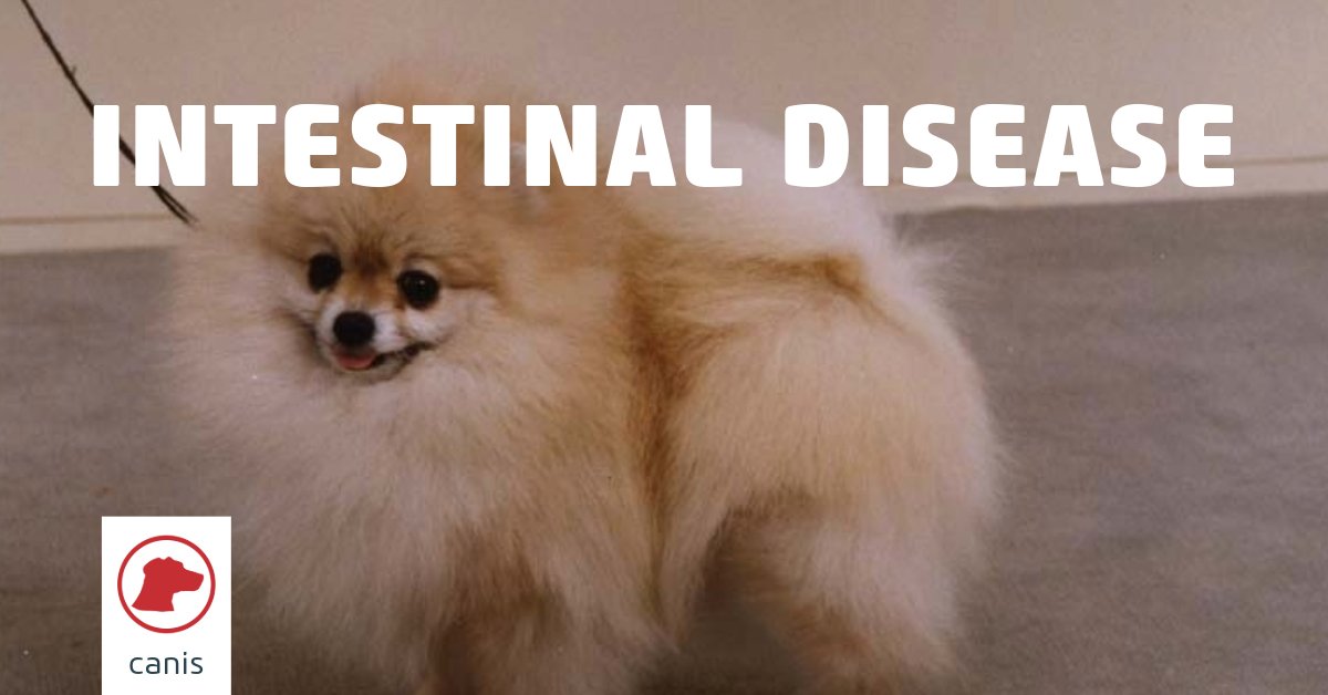 Protein losing enteropathy can be a frustrating condition to diagnose and manage. 

This updated article on #vetlexiconcanis guides vets through the diagnostic work up and treatment options.

Follow the link in our bio bit.ly/4bUBgla