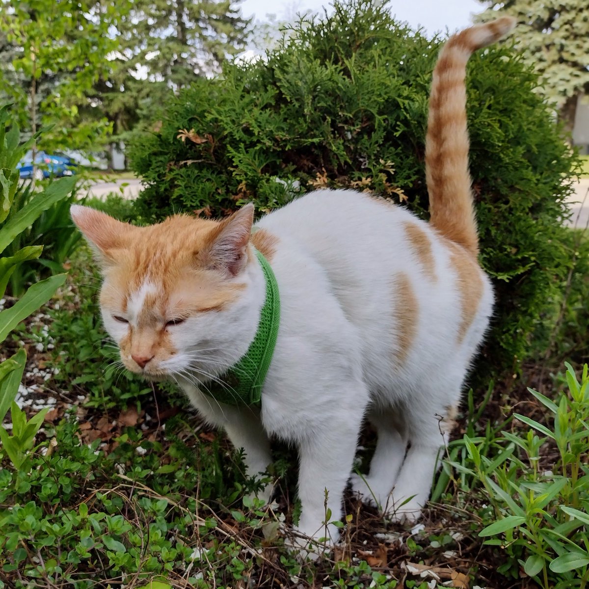 Da shwub be firsty Dat I see So I go dere And take a pee I soke it good Up hi I spway And wen I's done I run and play #CheddarPoetry #WateringDaShwub #IHalpMamaWifDaGarden #Pee #StillNoFin