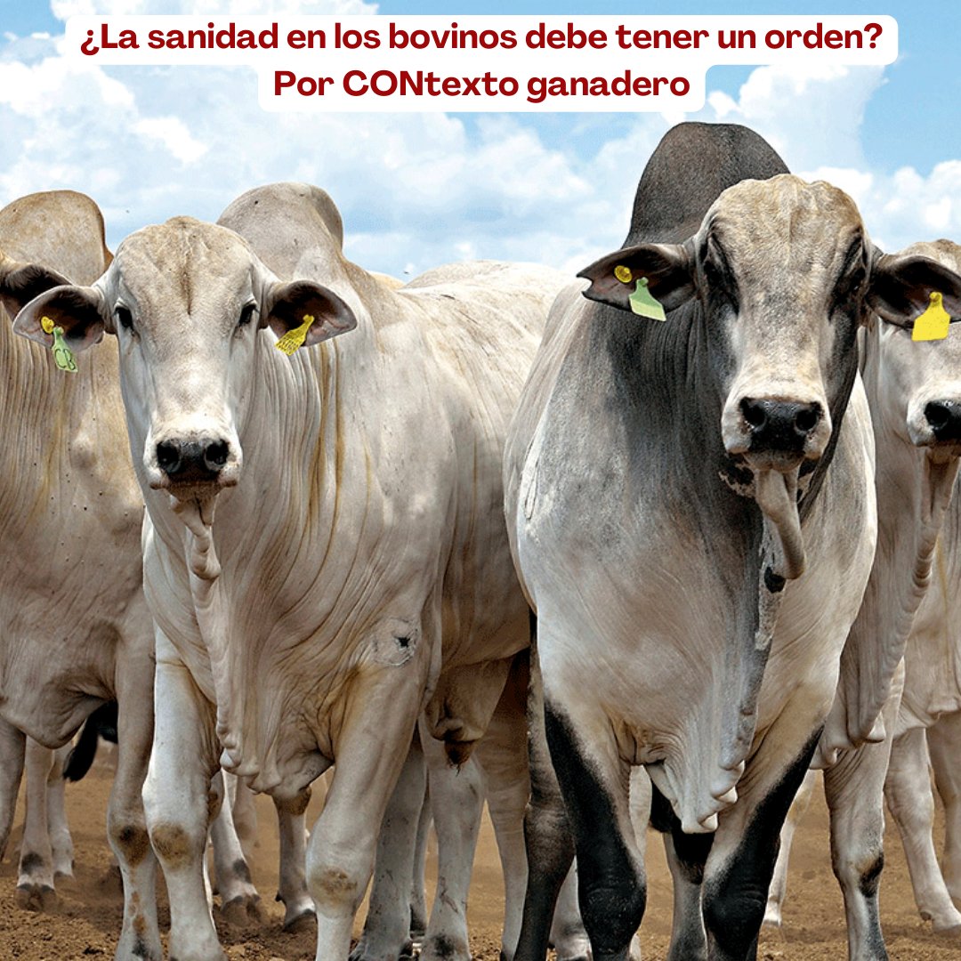 La salud de nuestros bovinos es esencial para el progreso y sostenibilidad de la ganadería. 🐮💉

@plflorenciafedeganfng @contganadero @fedegan_col @jf_lafaurie #SanidadAnimal #GanaderíaSostenible #CuidadoAnimal'