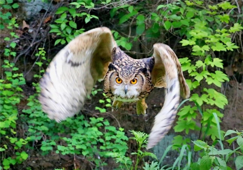 Happy Thursday.
#BIRDSTORY #birding #naturelove #naturephotos #naturetwitter #NatureMagic #Thursdayvibes #Thursdaymotivation