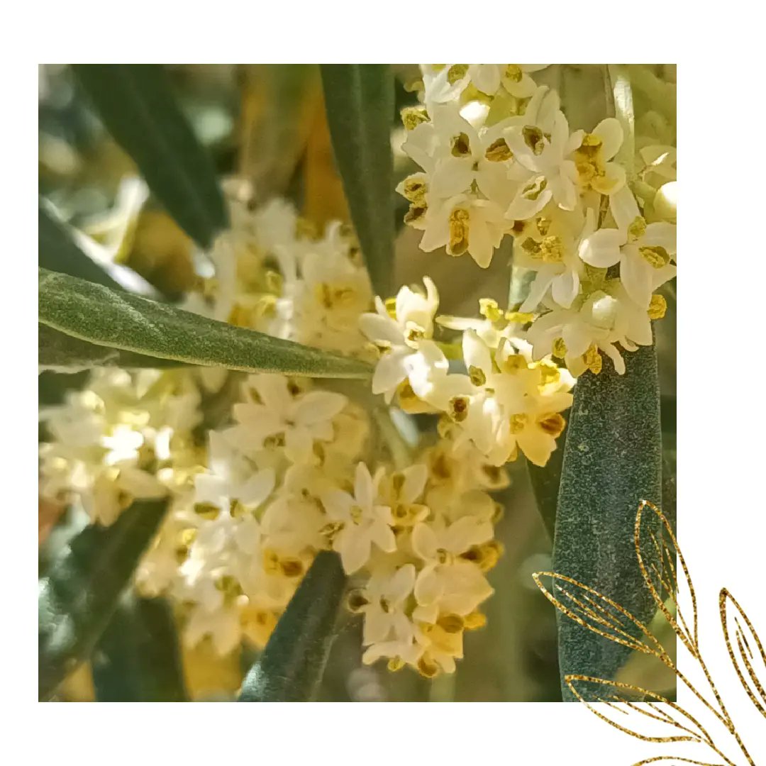 Hermosura sin más. Nuestros olivares florecen prometiendo lo mejor de sí mismos para la próxima cosecha.

💚🌳aovelacomun.com 

#AOVE #aovelacomun  #evoo #aceitunacastellana #arbequina  #secano #catas #castilla #guadalajara #alcocer #sacedon #corcoles #laalcarria