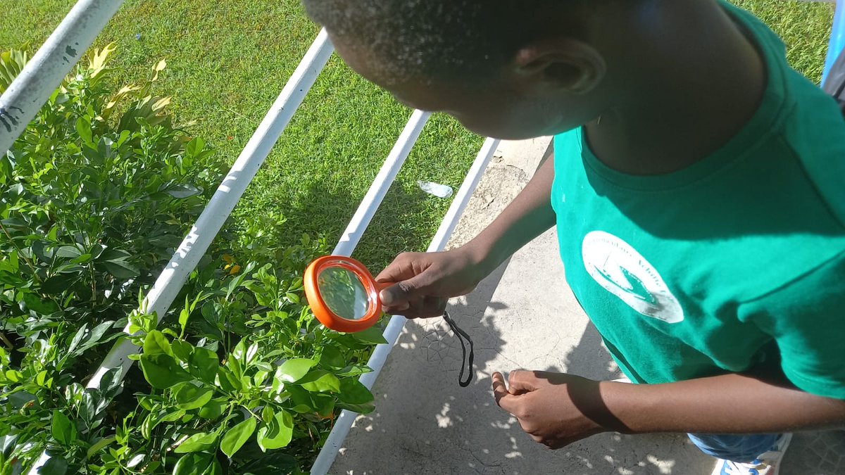 #Semainefrancophonedelaclassedehors du 20 au 27 mai.
Ecole Achille Labuthie 
🔎Observation des petites bêtes du jardin 🐛🦋🐌🐞
Bravo à nos jeunes naturalistes qui se sont équipés :
✅loupes 
✅carnets et crayons
✅boites d'observation 
✅appareil photo 
<a href="/LETVal3/">Corinne LETIN</a> 
<a href="/AcGuadeloupe/">Académie de la Guadeloupe</a>