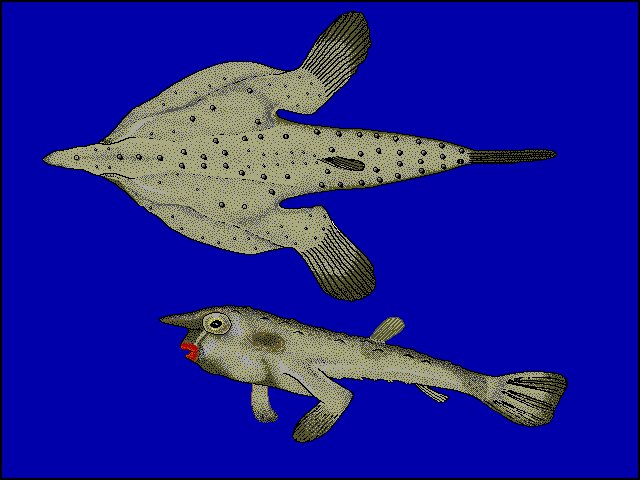 @99Enaitz Ogcocephalus darwini: El pez vampiro de labios rojos tiene las aletas pectorales adaptadas para poder 'caminar' por el fondo. Posee sobre la boca una estructura tubular que puede evaginarse y que libera una sustancia química que sirve para atraer a las posibles presas