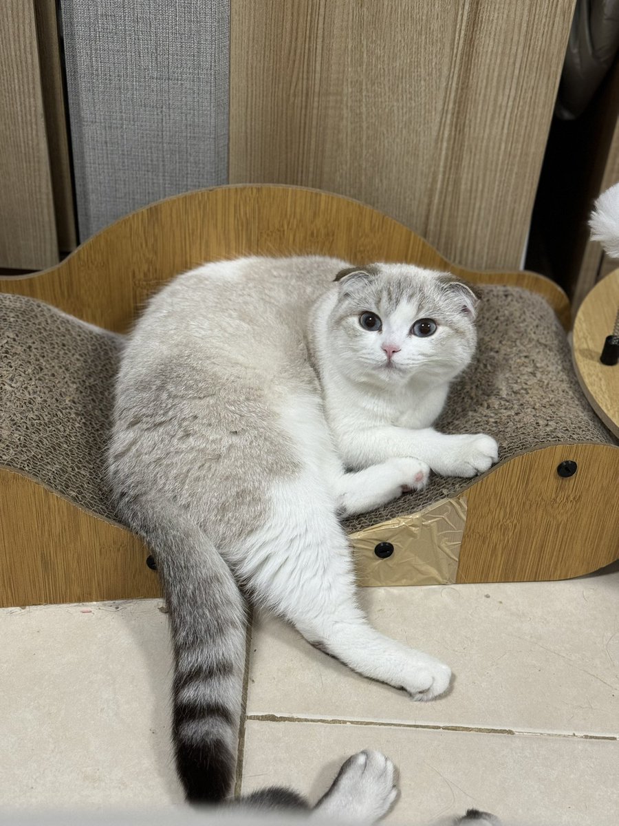 Arthur_catspace's tweet photo. รบกวนขอคำแนะนำหน่อยนะคะ
มีเพื่อนๆคนไหนมีประสบการณ์พาแมวไปฝากคลอดลูกไหมคะ เนื่องจากช่วงที่น้องจะคลอดเป็นช่วงที่เราต้องอยู่โรงพยาบาลพอดี เราต้องอยู่โรงพยาบาลประมาณ2วีค ทำให้ดูแลน้องไม่ได้ มีแม่ๆคนไหนพอจะมีที่รับฝาก ดูแลอย่างดีแนะนำไหมคะ 

ขอบพระคุณสำหรับคำตอบล่วงหน้านะคะ 🙏🏼 https://t.co/IPFx41ePxX