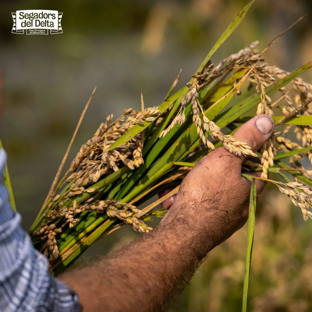 A Segadors del Delta, sabem que al darrere de cada gra d'arròs del Delta, hi ha la dedicació i l'esforç dels nostres segadors. La terra, el sòl i les nostres mans uneixen forces per portar-te un producte excepcional del camp a la taula, tot fruit de la tradició i la passió. 🌾❤️