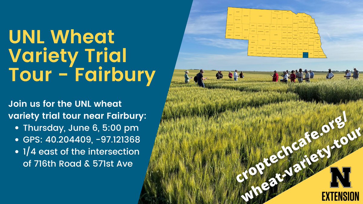 Nathan Mueller (@muellerseries) on Twitter photo Join us next week (June 6) for the UNL #wheat variety trial tour near Fairbury. Full details at: croptechcafe.org/wheat-variety-… <a href="/AC_Easterly/">Amanda Easterly</a> <a href="/Huskerwheat/">UNL Small Grains Breeding- Frels Lab</a> <a href="/UNLVarietyTest/">Crop Performance Testing</a> <a href="/NebraskaWheat/">Nebraska Wheat</a> <a href="/PolanskySeedInc/">Polansky Seed, Inc.</a> <a href="/LimagrainWheat/">LimagrainWheat</a> and others. Join us next week (June 6) for the UNL #wheat variety trial tour near Fairbury. Full details at: croptechcafe.org/wheat-variety-… <a href="/AC_Easterly/">Amanda Easterly</a> <a href="/Huskerwheat/">UNL Small Grains Breeding- Frels Lab</a> <a href="/UNLVarietyTest/">Crop Performance Testing</a> <a href="/NebraskaWheat/">Nebraska Wheat</a> <a href="/PolanskySeedInc/">Polansky Seed, Inc.</a> <a href="/LimagrainWheat/">LimagrainWheat</a> and others.